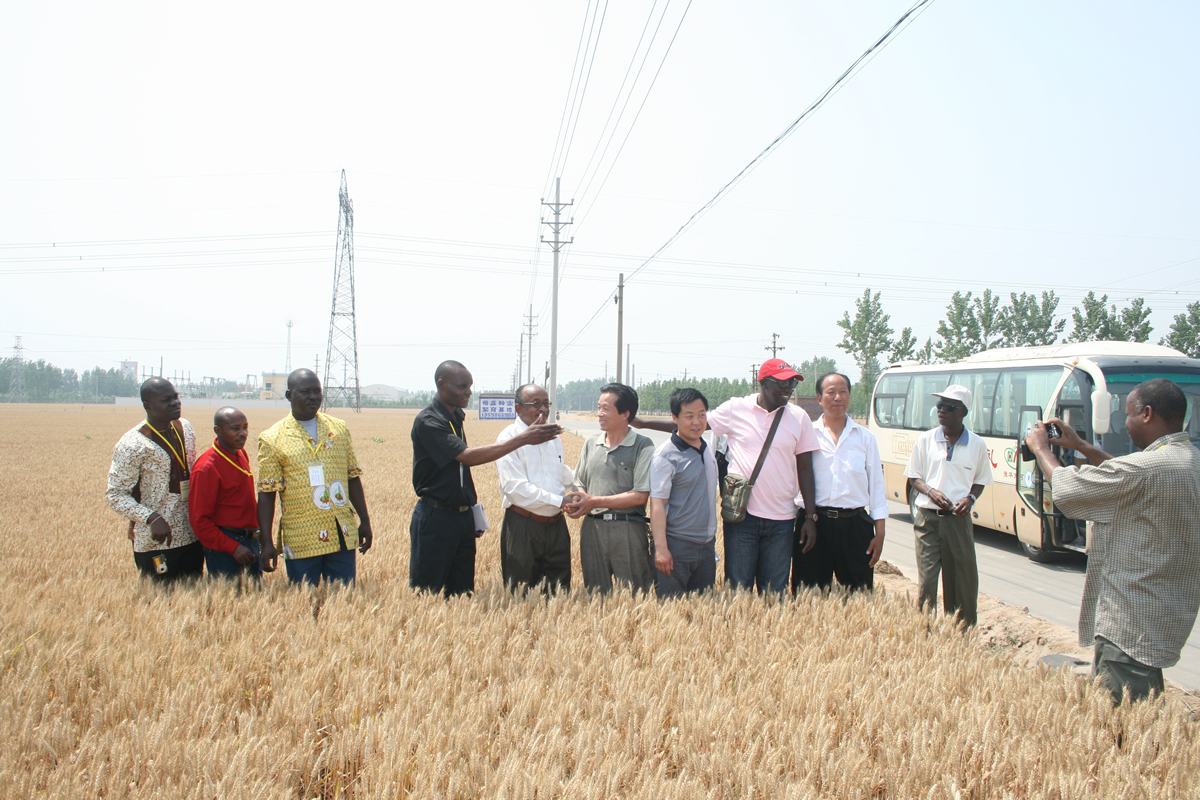 南非農(nóng)業(yè)專家考察公司小麥種子基地