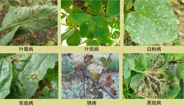 葉片發(fā)黃，是缺素還是病害？80%的人都分不清